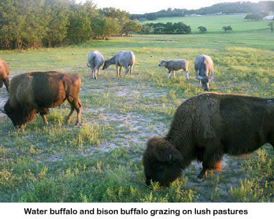 Bison and cattle that are part of the Stonewall Valley Ranch herd.