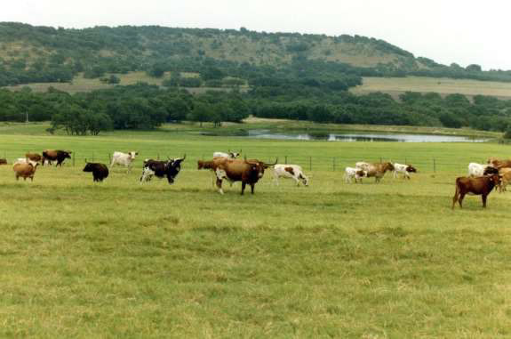 Front Pasture