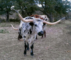 Long Horn cattle that are part of the Stonewall Valley Ranch herd.