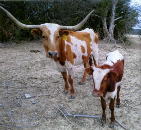 Long Horn cow and calf that are part of the Stonewall Valley Ranch herd.
