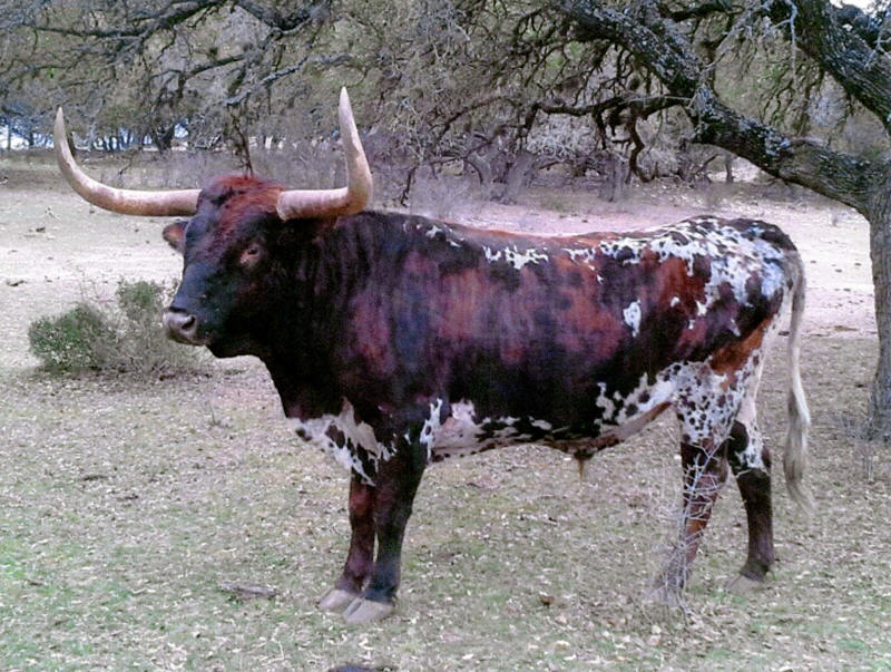 how to make money with longhorn cattle